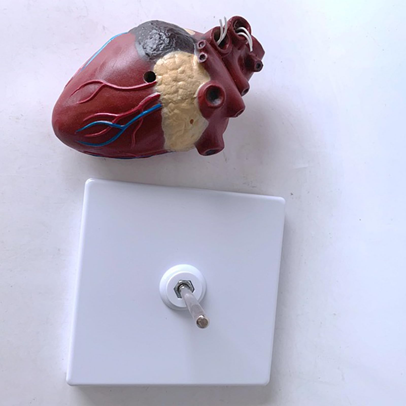 Modelo de anatomía de corazón y gusano del corazón de perro, construido con ventrículos y vasos sanguíneos, equipado con una base desmontable, perfecto para la educación veterinaria y el uso docente.