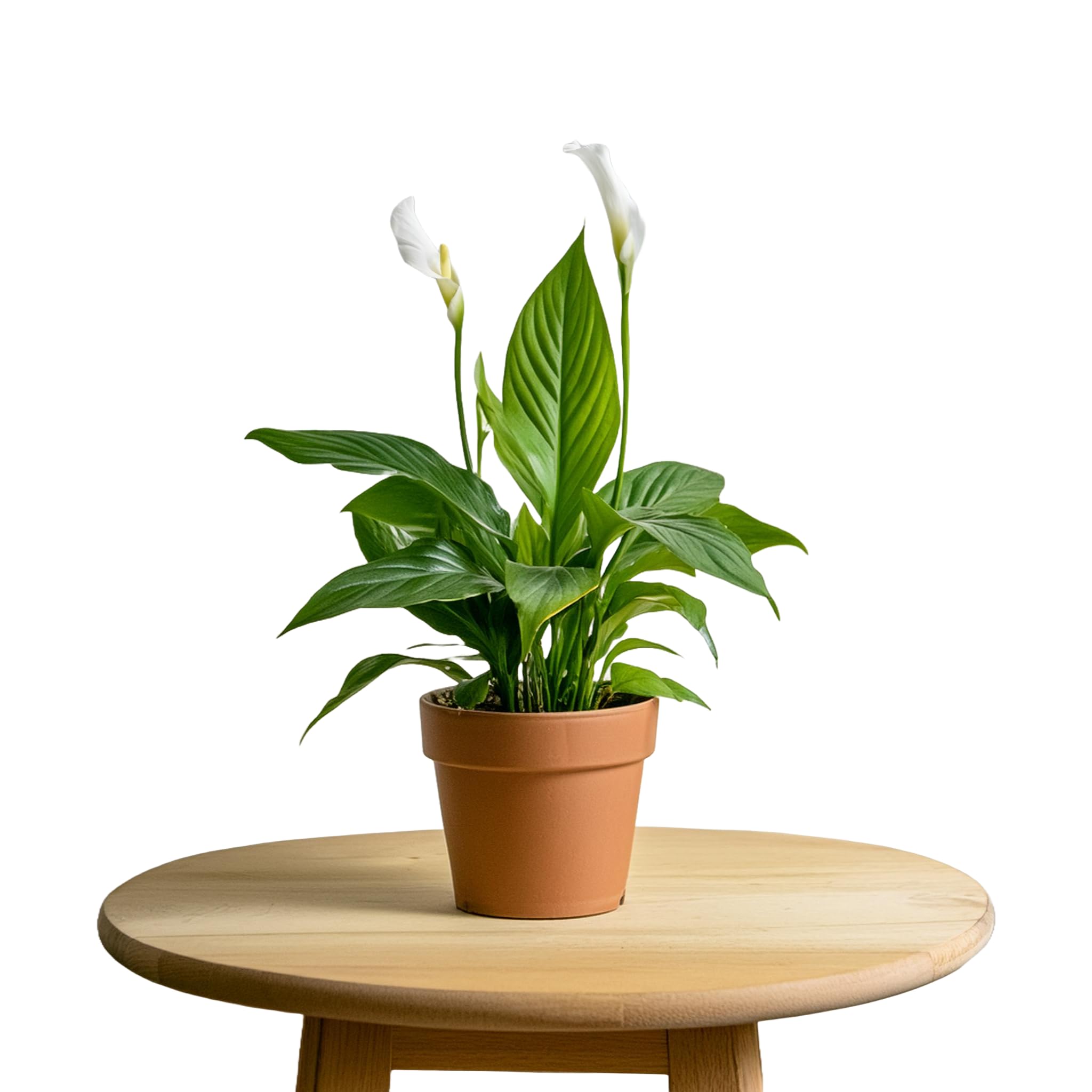 SOURAV NURSERY Air Purifier Peace Lily Live Plant White Blooms (B0CZP9R4J2) Amazon Price History, Amazon Price Tracker