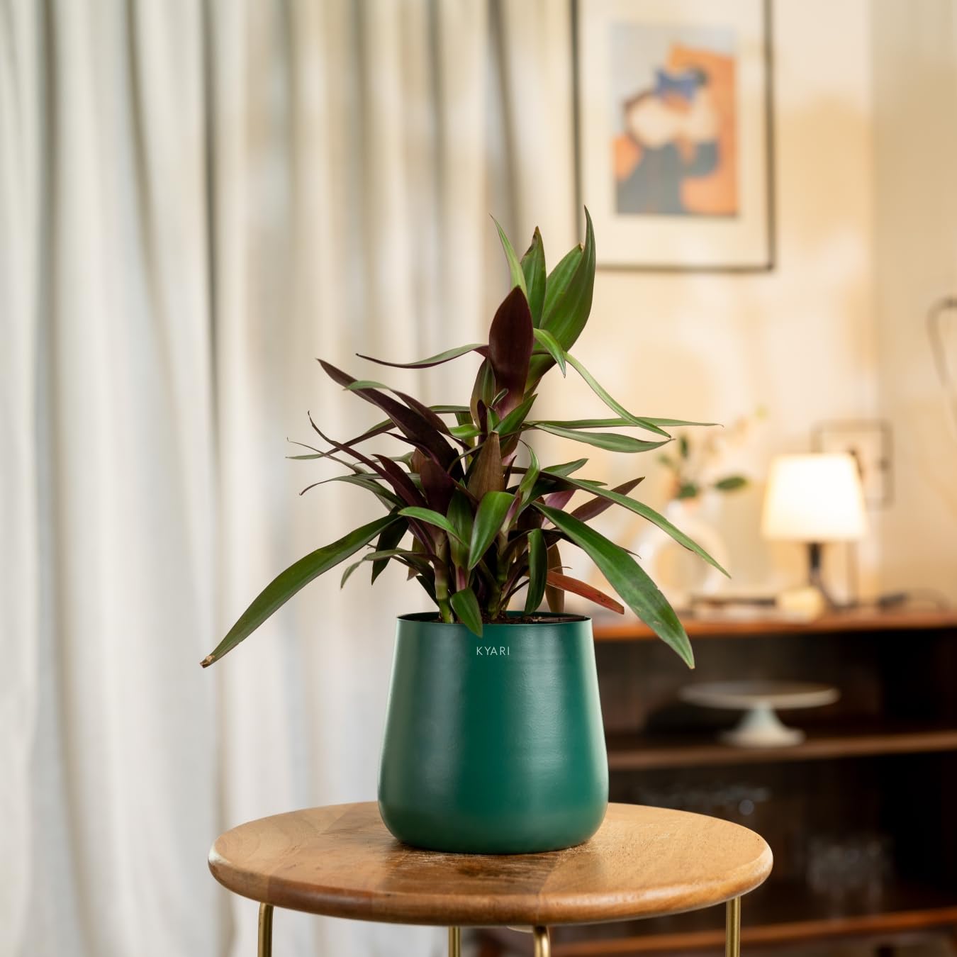 KYARI Oyster Indoor Plant for Living Room | Live Plants | Plants with Green Aura Self Watering Pot for Home | Office Plants | Plants for Home Decor (B0DCVHW8XL) Amazon Price History, Amazon Price Tracker