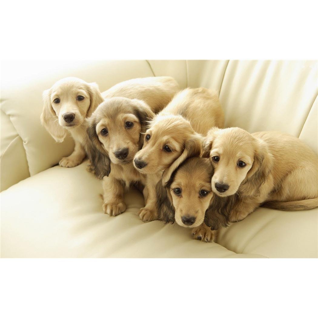 Amazon.com: Customized Poster/wallpaper Dachshund Short Legs and