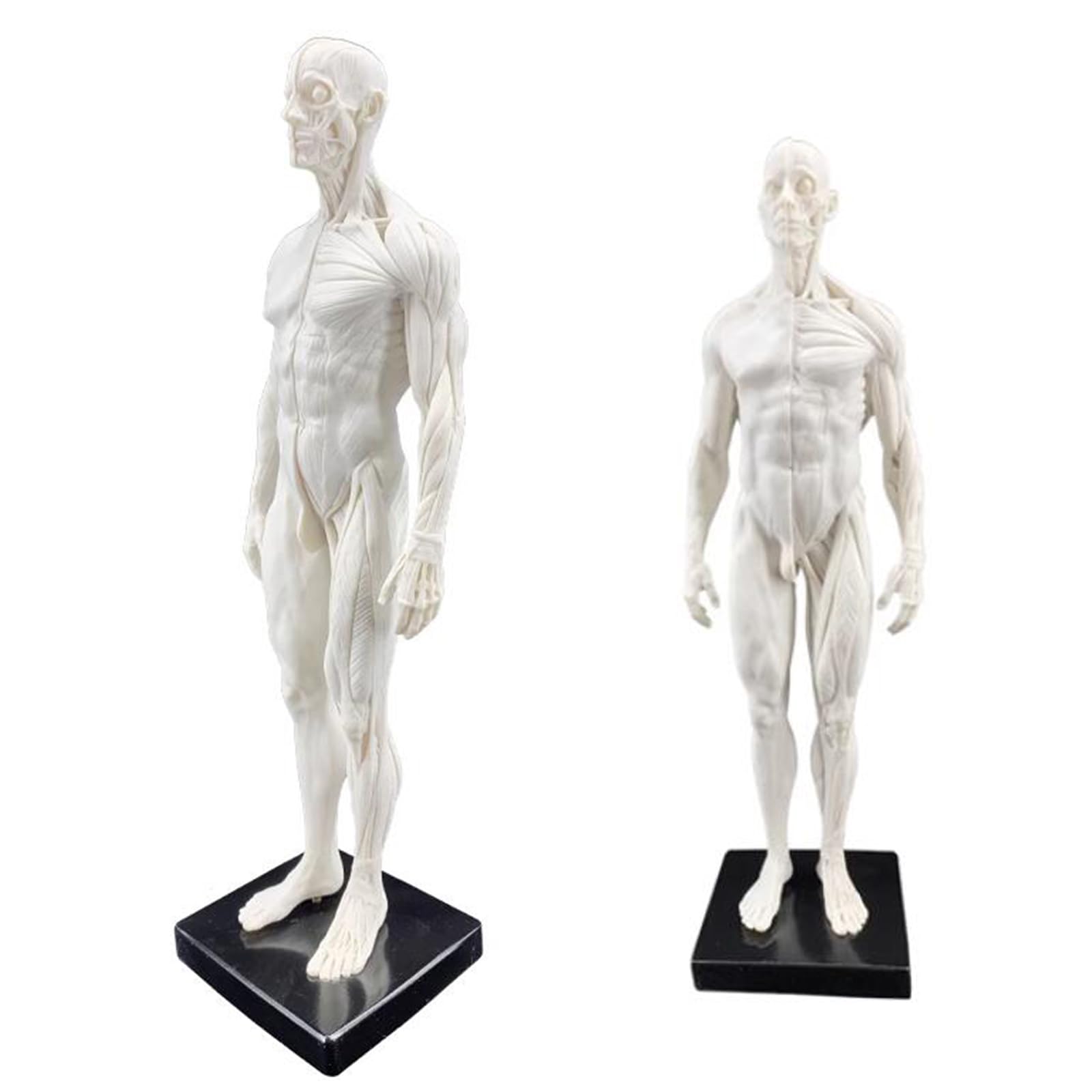 YNIYUJKL Human Anatomical Model - 11 Inch Human Anatomy Figure - Ecorche And Skin Skull Head Body Muscle Bone Resin Model For Teaching And Education,B,E
