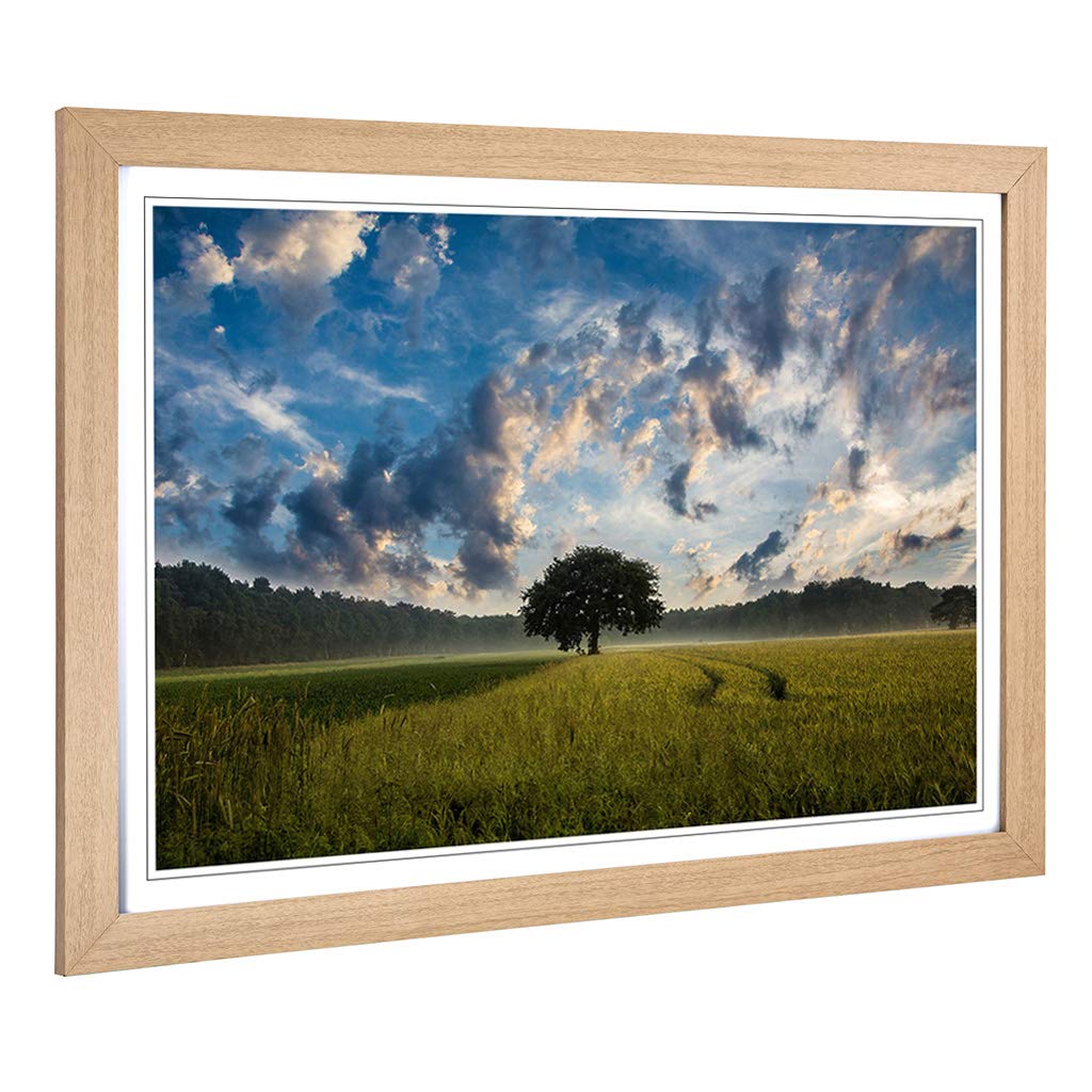 Big Box Art Framed Print of Landscape Lone Tree in a Cornfield Design | Wall Art Picture | Home Decor for Kitchen, Living Room, Bedroom, Hallway, Oak, A2 / 24.5x18 Inch / 62x45cm
