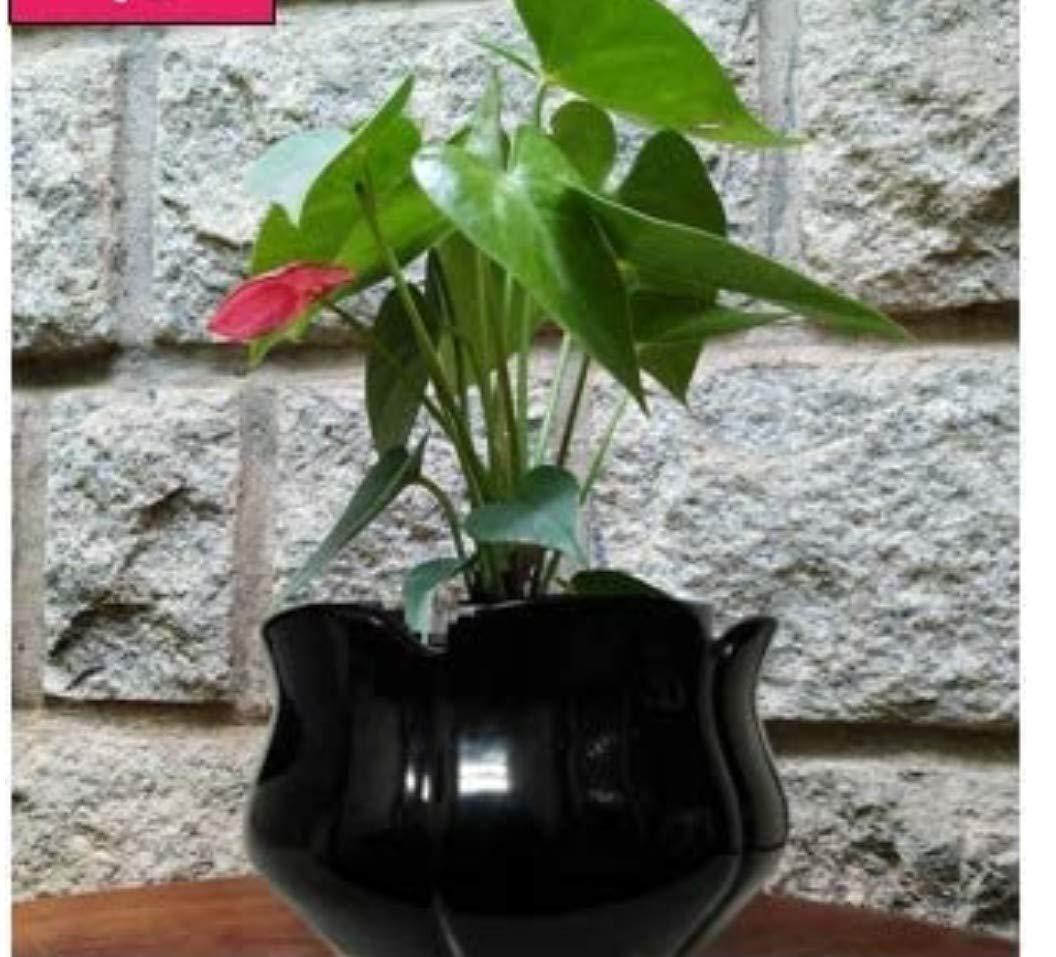 Niyara Ceramic Planter Lotus Shape for Indoor, Outdoor, Home , Office, Balcony, Decor,Garden Size - 7 inches (Black) (B08BQ5RJLD) Amazon Price History, Amazon Price Tracker