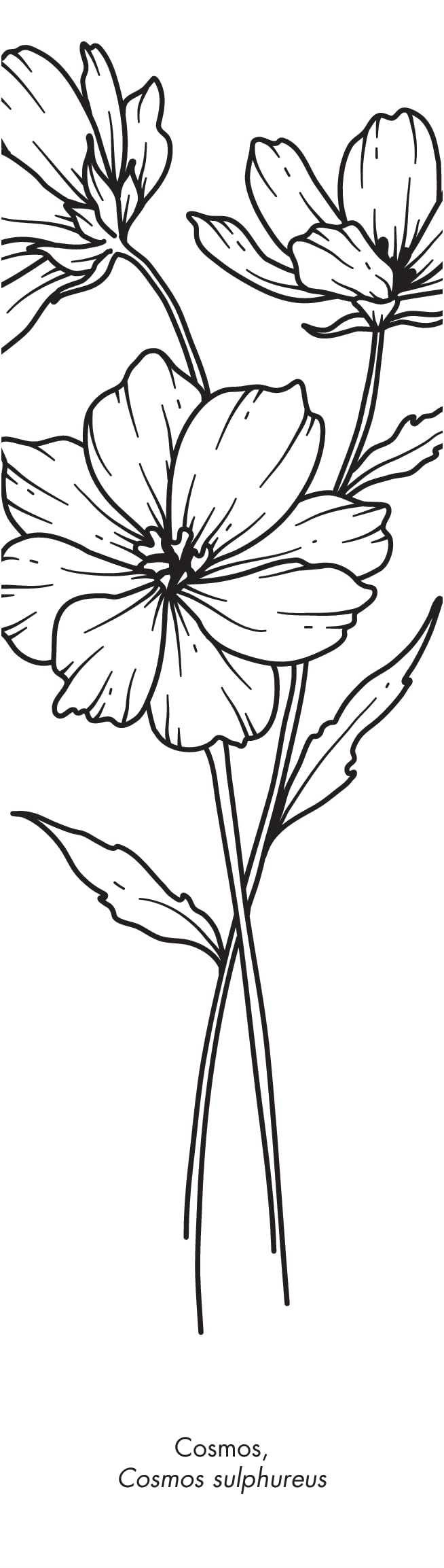 Botanica: 50 marque-pages à peindre ou à colorier