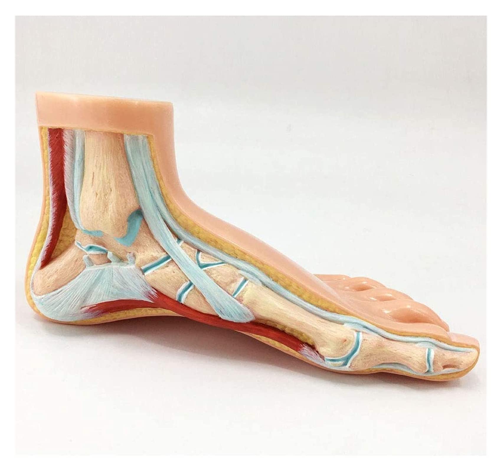 Buy Study Model Anatomical Model Anatomy Model Of Human Foot Podiatry