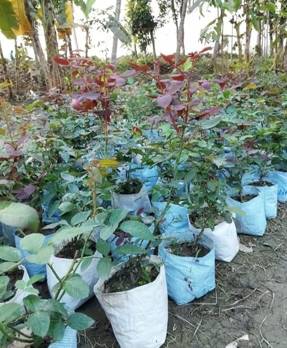 Image of Hybrid Multi Colour Rose Live Plant, Assorted Color, Pack of 1, with 4 Inch Pot, for Home Garden, Balcony and Outdoor Decoration