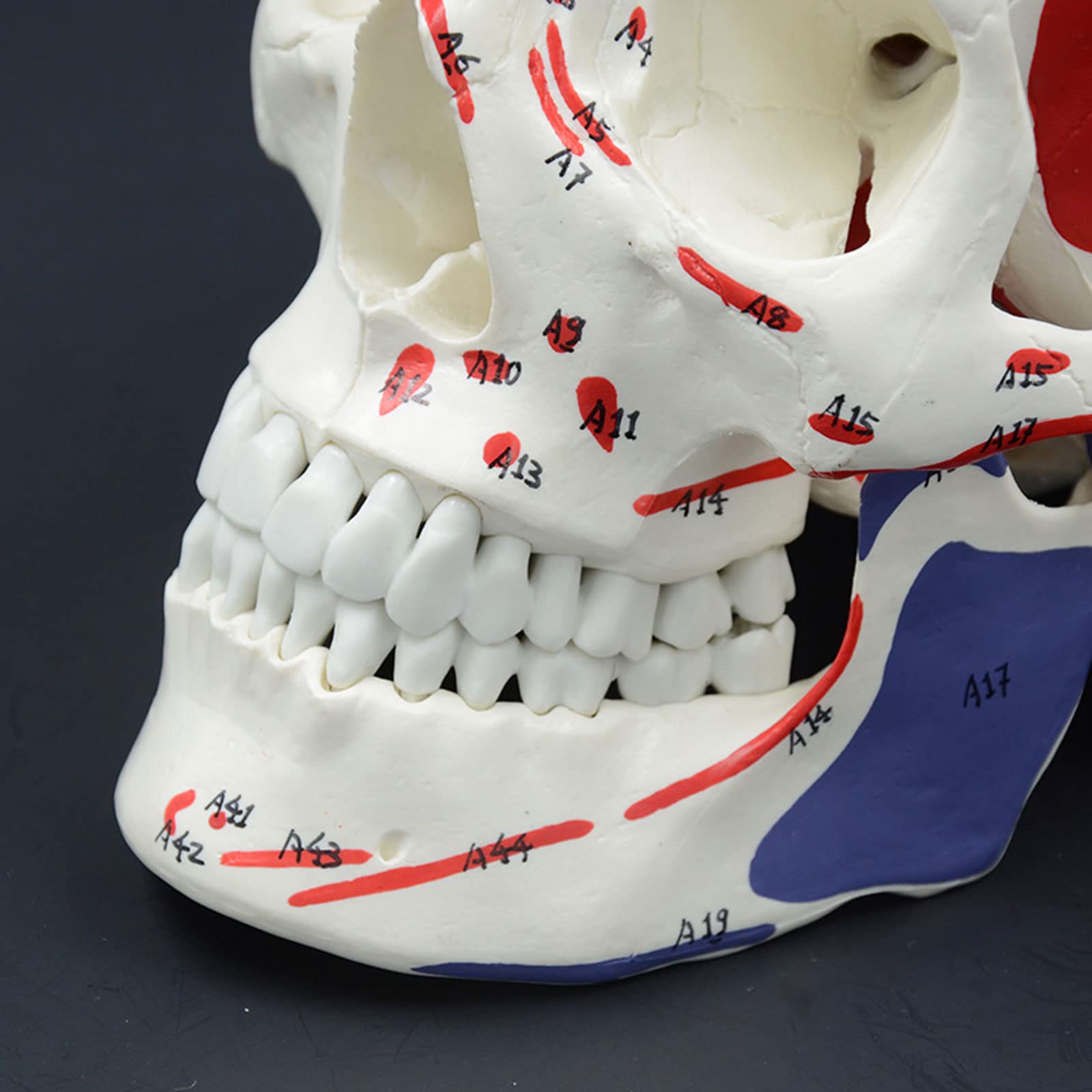 Modello di Cranio a grandezza Naturale con Muscoli e Numeri con Modello anatomico del Cranio Umano Manuale Usato dal Dentista Come Strumento di Studio Medico Regalo