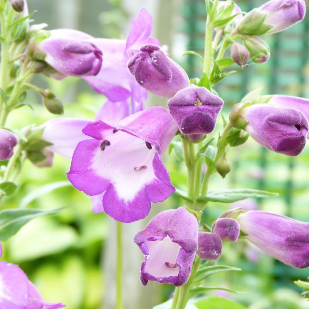 Penstemon 'Lady Alice Hindley' – Long-Flowering Cottage Garden Perennial, Mauve and Lilac Blooms, Hardy, Drought Tolerant, Attracts Pollinators - 2X 1 Litre Potted Plants by Thompson & Morgan