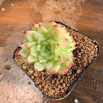 Amazon.co.jp: 農園直売 多肉植物 寄せ植え エケベリア属