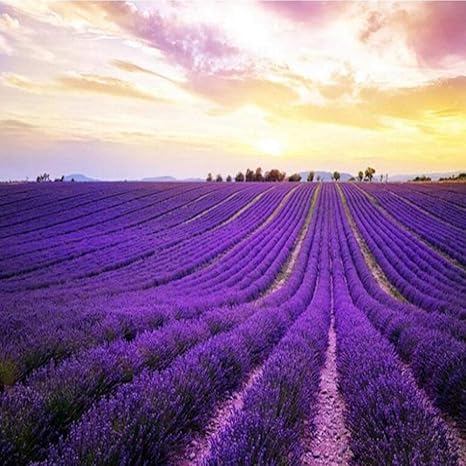 Amazon Co Jp 美しい紫色のラベンダー色の花の牧歌的な写真の壁画 壁紙3dのテレビの背景の壁 壁紙の家の装飾280 Cm W X 180 Cm H