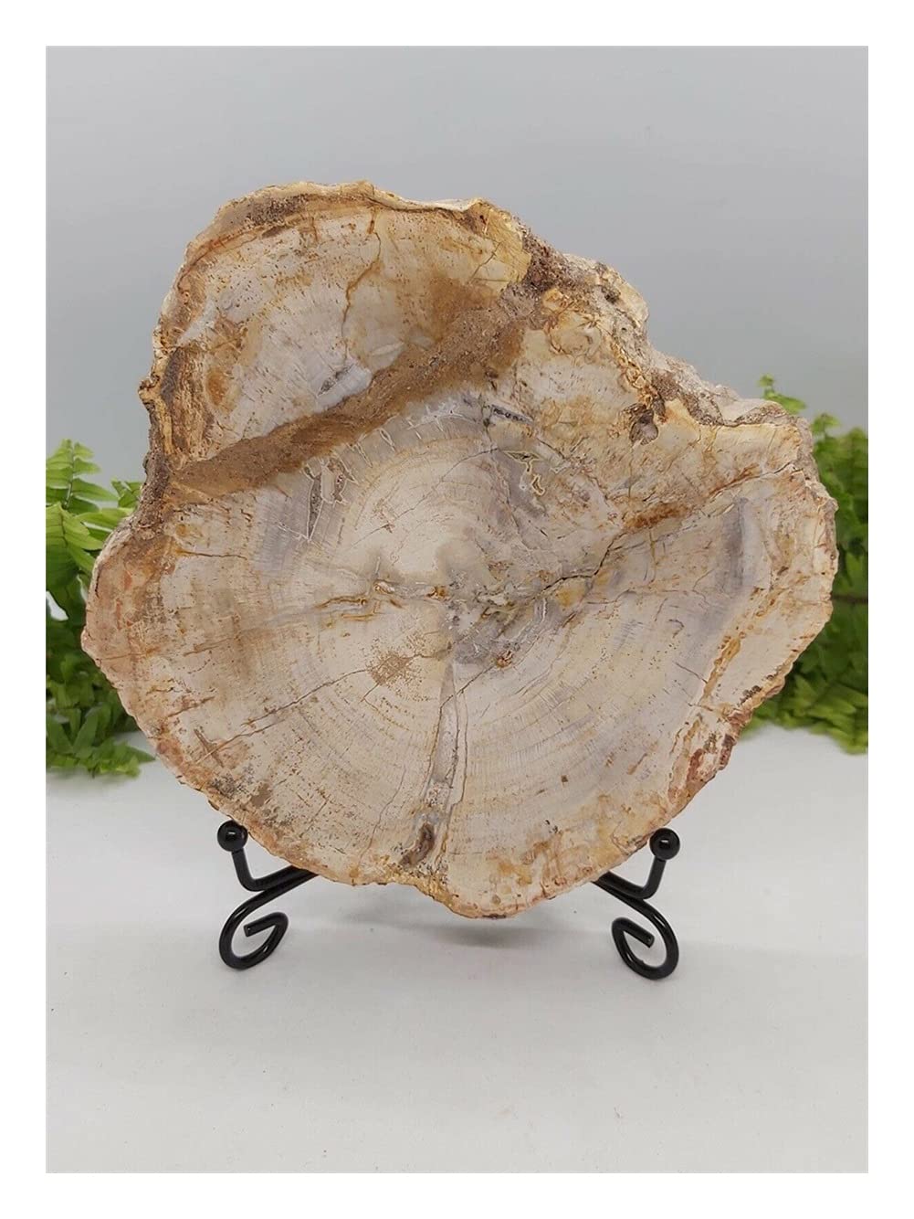600 g natürliche versteinerte Holzscheibe, Erdungshandwerk ERTEYIN