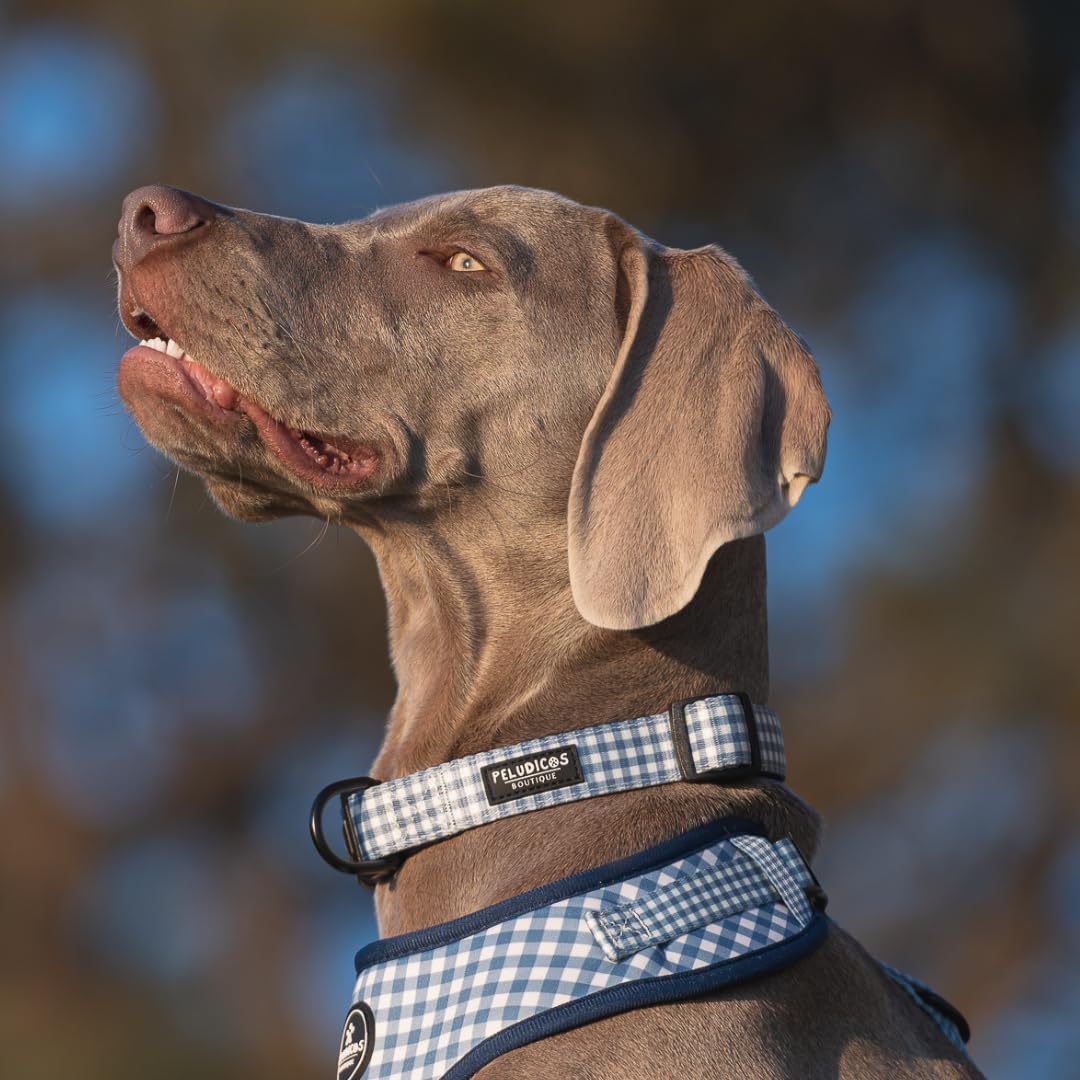 Pack Collar,Correa y Portabolsas Vaquero para Perro Ajustables de Neopreno – Diseño Vichy, Cómodos y Resistentes – 4 Tallas