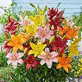Bulbi di LILIUM (GIGLI) | Bulbi provenienti dai migliori produttori Olandesi | Esclusiva selezione e controllo qualità | Fioritura garantita. (5 Lilium ASIATIC MIX)