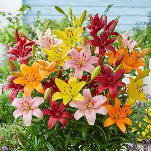 Bulbi di LILIUM (GIGLI) | Bulbi provenienti dai migliori produttori Olandesi | Esclusiva selezione e controllo qualità | Fioritura garantita. (5 Lilium ASIATIC MIX)