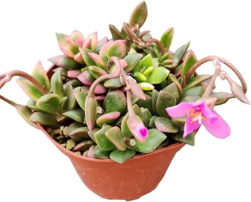 Vista 3 de Plantas suculentas vivas (maceta de 2 pulgadas Echeveria Lovely Rose)