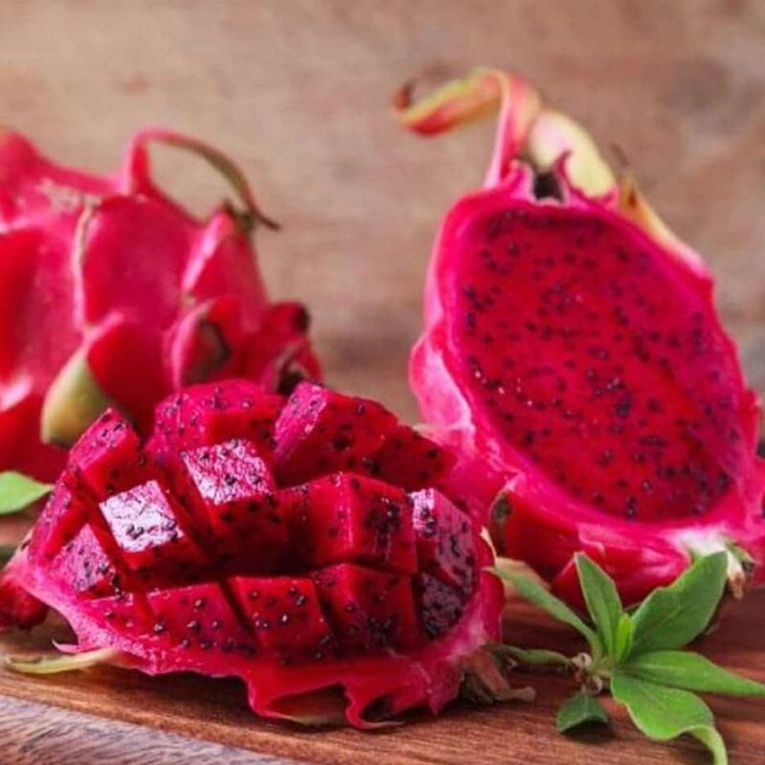 Sanju Red Dragon Fruit Live Plant - 8" to 9" inches in Grow Bag with Complimentary Fertilizer - 1 healthy plants.