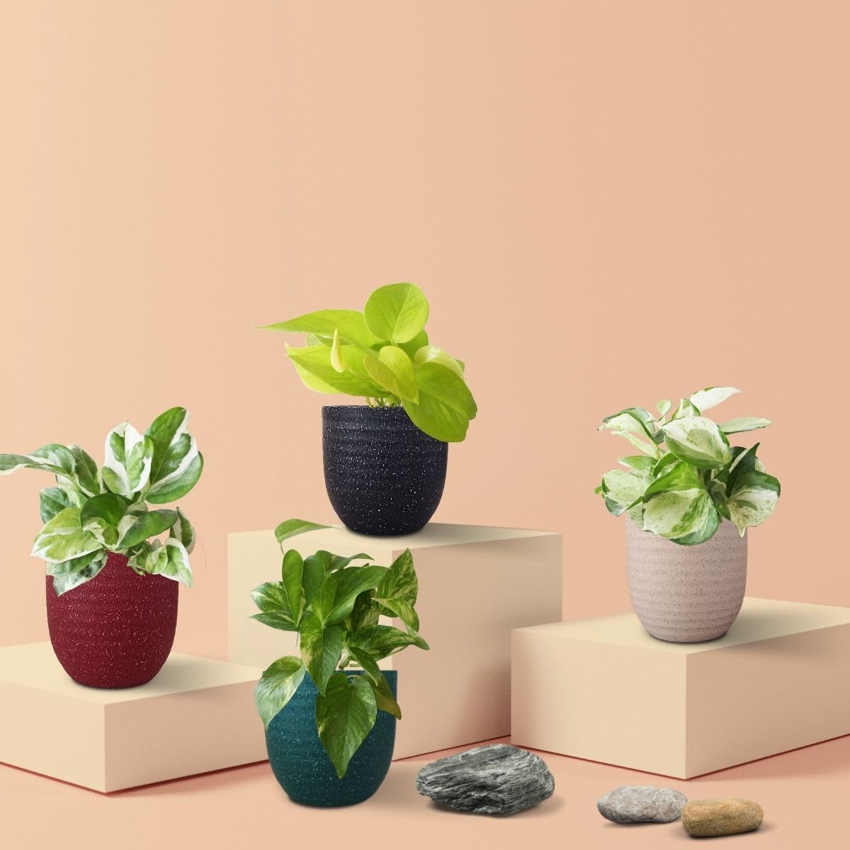Exotic Money Plant Combo in Decorative Eco-Series Pots | Indoor Plants for Living Room | Small Plants for Home Decor | Air Purifying Indoor Plants from Greenkin (B0D1K791M7) Amazon Price History, Amazon Price Tracker