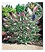 Produktbild BALDUR-Garten Sommerflieder 'Papillion Tricolor', 1 Pflanze, Buddleja davidii, Buddleia Schmetterlingsflieder Tricolor Schmetterlingsstrauch Zierstrauch, winterhart, trockenresistent, bienenfreundlich