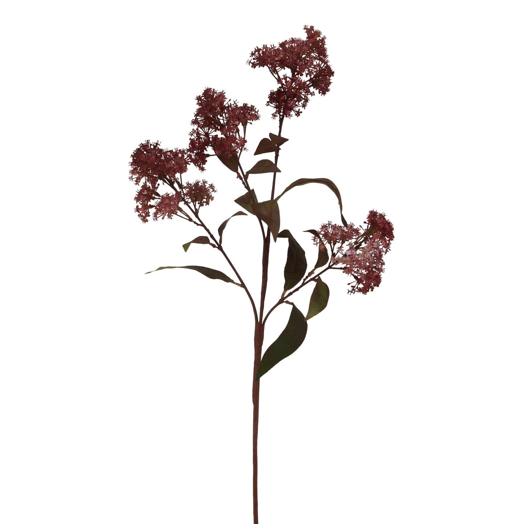 Medium  Burgundy  Smokebush  Stem from B&Q