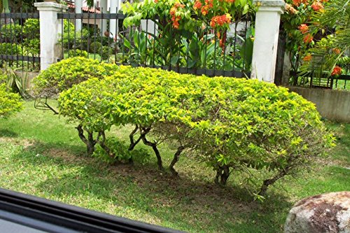 Creative Farmer Garden Seeds Damyanti Hedge Plant Rare Tree For Home Garden 20 Seeds Kitchen Garden Seeds Pack (B078R6M3M4) Amazon Price History, Amazon Price Tracker