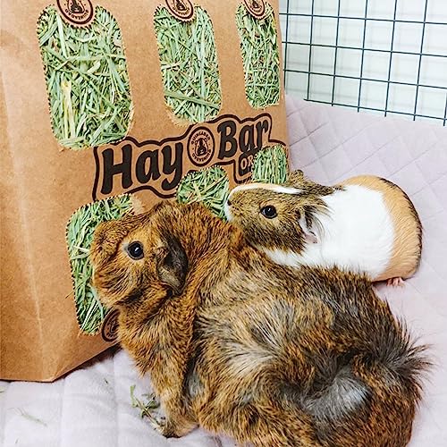 GuineaDad heno de huerto para cobayos pack 5 unidades miniatura 4