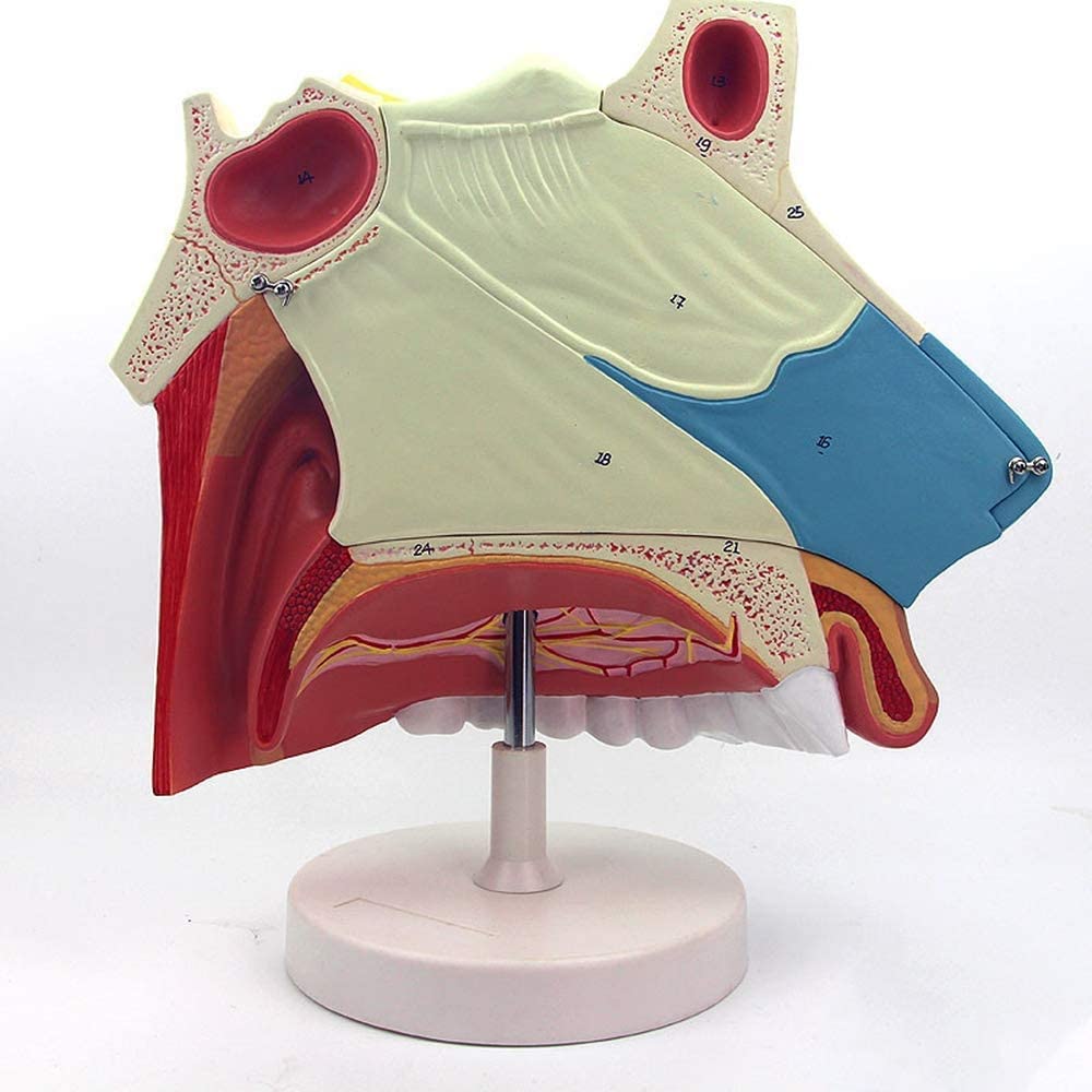 Modelo de anatomía de la cavidad nasal humana for uso educativo en el ámbito sanitario: material de formación detallado sobre endoscopio respiratorio en otorrinolaringología.
