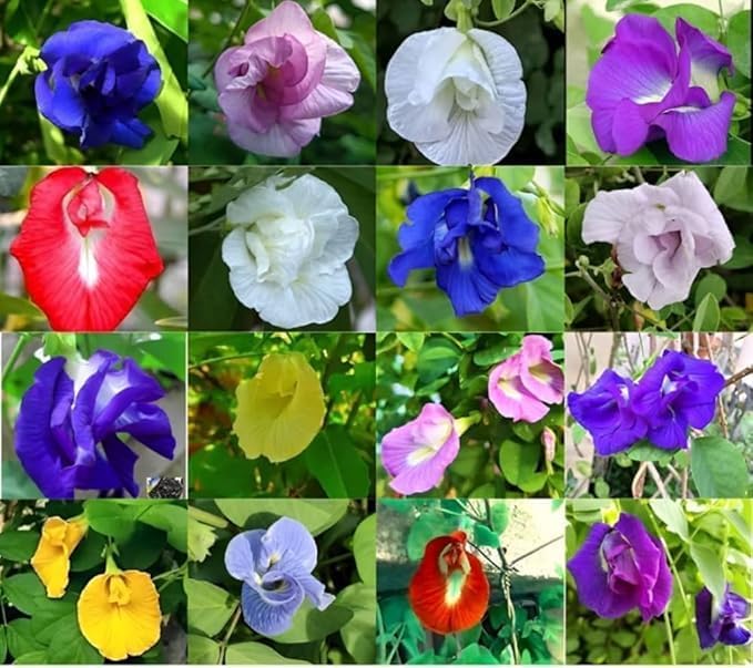 Image of Aparajita Flower Seeds - Multipetal Butterfly Pea All Colour Mix | Double Petal Garden Plant Seeds (Pack of 30 Pcs)