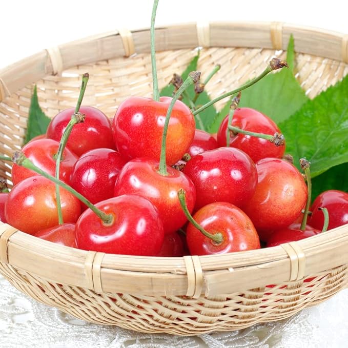 Amazon 山形産 ご家庭用 佐藤錦 1kg 1組 さくらんぼ 国華園 国華園 さくらんぼ 通販 Amazon 山形産 ご家庭用 佐藤錦 1kg 1組 さくらんぼ 国華園 国華園 さくらんぼ 通販