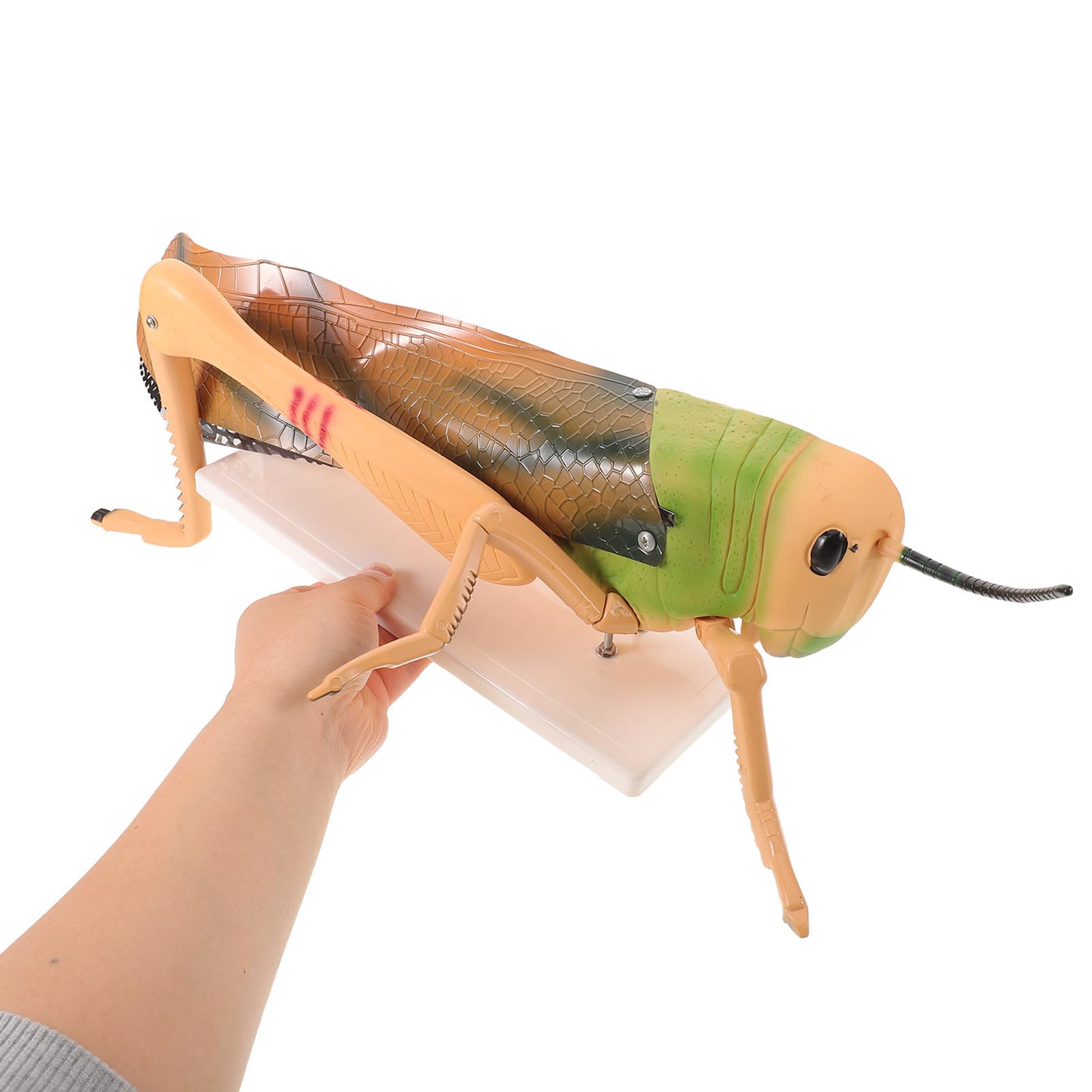 Modelo de anatomía de insectos - Modelo desmontable de para laboratorio de biología y entomología - Materiales de laboratorio de ciencias para el aula de PVC