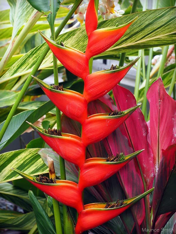 See full amazon price history chart for Zomoloco_Bird of Paradise Plant-heliconia plant Heliconia psittacorum Live Plant 1s Healthy Live Plant With Plastic Bag Zomoloco_Bird of Paradise Plant-heliconia plant Heliconia psittacorum Live Plant 1s Healthy Live Plant With Plastic Bag (B0BHSLVFCD) Amazon Price History, Amazon Price Tracker