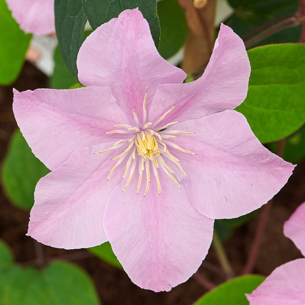 Clematis 'Pompeii Boulevard' in a 10.5cm Pot