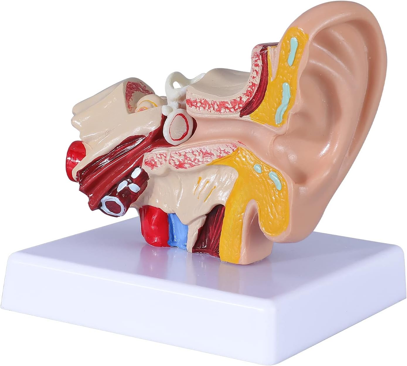 honselia 1.5 Times Human Ear Model, Anatomy Model Ear Joint Simulation Model Professional PVC Outer Middle Inner Ear Model with Base for Medical Demonstration