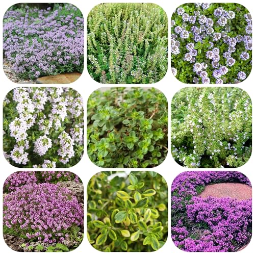 semillas de tomillo cubresuelo - perennes resistentes silvestres, jardín 120pcs