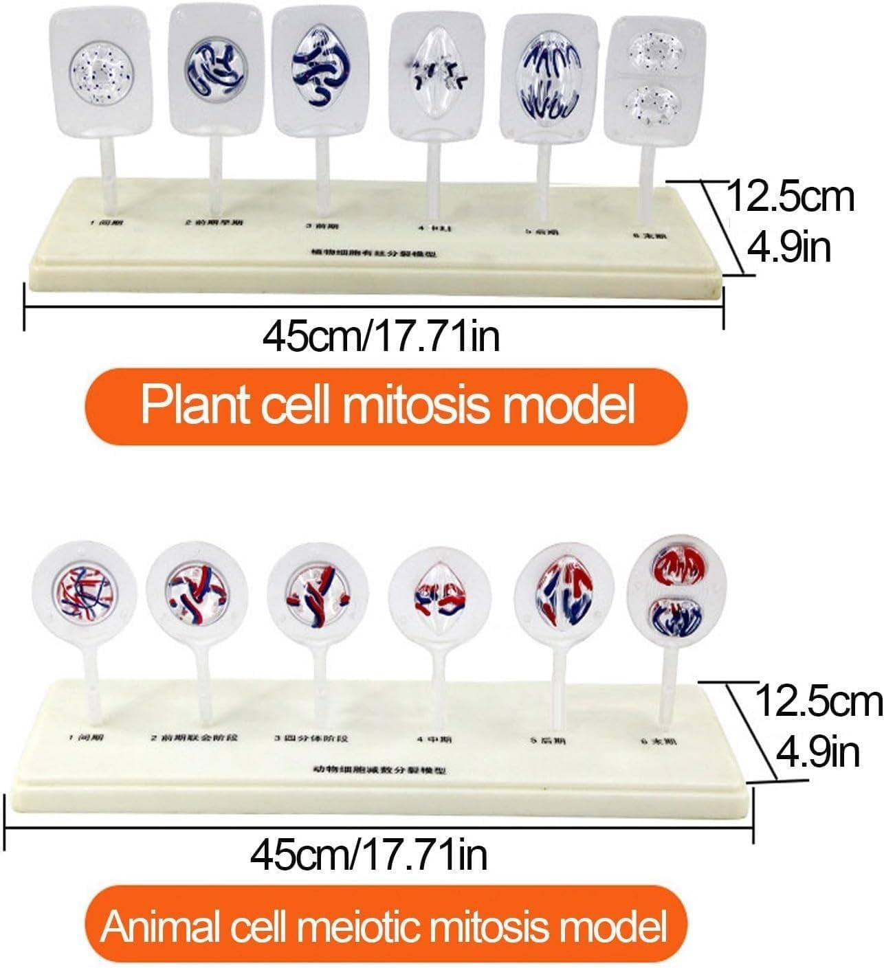 12 partes de mitosis y meiosis de células animales y vegetales, modelos celulares de anatomía de ciencias médicas, para equipo de ayuda de enseñanza de biología, demostración de enseñanza, suministros