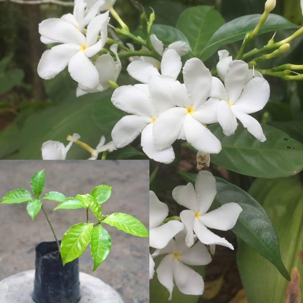 2 WHITE JASMINE/TOGOR FLOWER PLANT OUTDOOR GARDEN LIVE ORGANIC GRAFTED TREE(ALL TIME PODA) (B0CY8JTGXW) Amazon Price History, Amazon Price Tracker