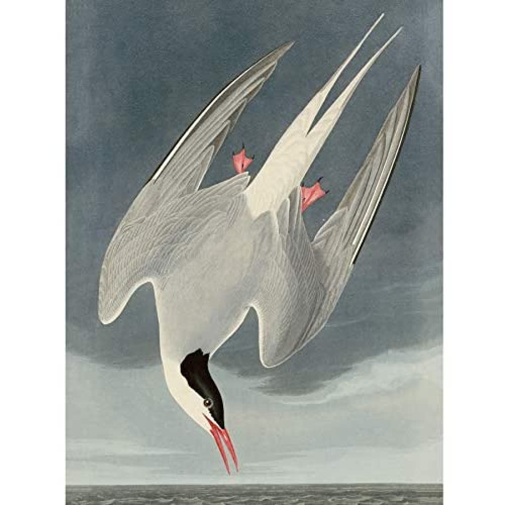 Artery8 Audubon Birds America Arctic Tern Art Print Canvas Premium Wall Decor Poster Mural