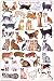 Laminated Cats of the World Educational Science Chart Poster Laminated Poster 24 x 36in