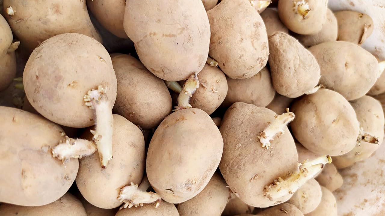 Salvapatatas y grillado de patata, anti germinacion y brotacion a base de polvo de alga 400grs. Anti rebrotes de patata. Producto natural