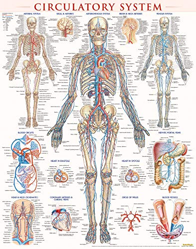 Circulatory System Poster (22 x 28 inches) - Laminated: a QuickStudy Anatomy Reference