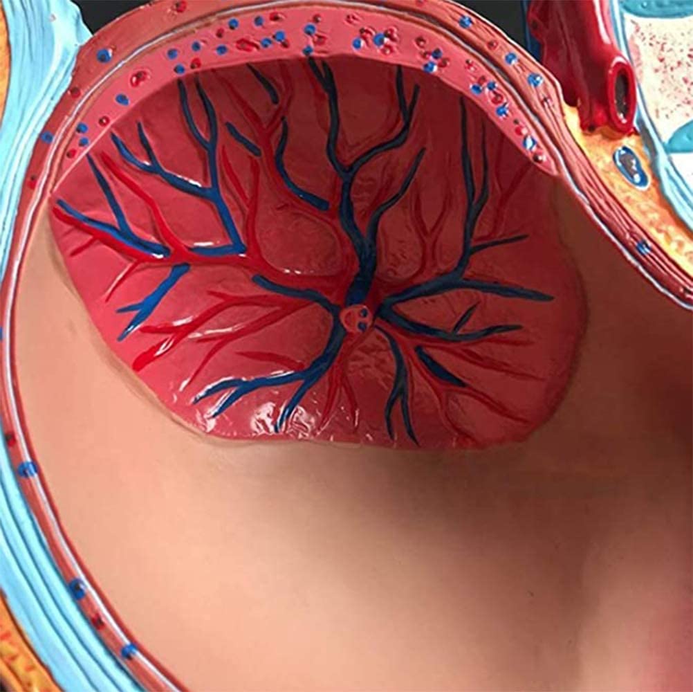 4 Parti Femminili Umani Sezione pelvica Gravidanza Modello anatomico Gravidanza Gravidanza 9 Mesi Modello Modello Rimovibile Organs Incinta rumorosità Umana pelvi