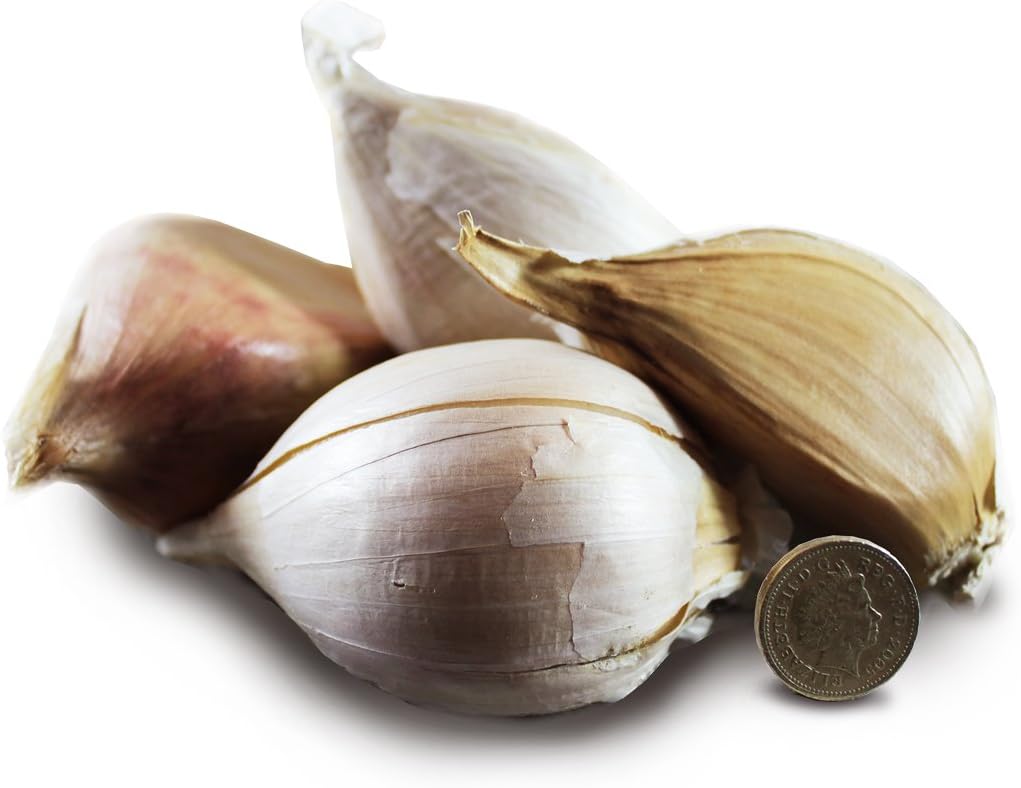 Nutley's Isle of Wight Elephant Garlic Seed (2)
