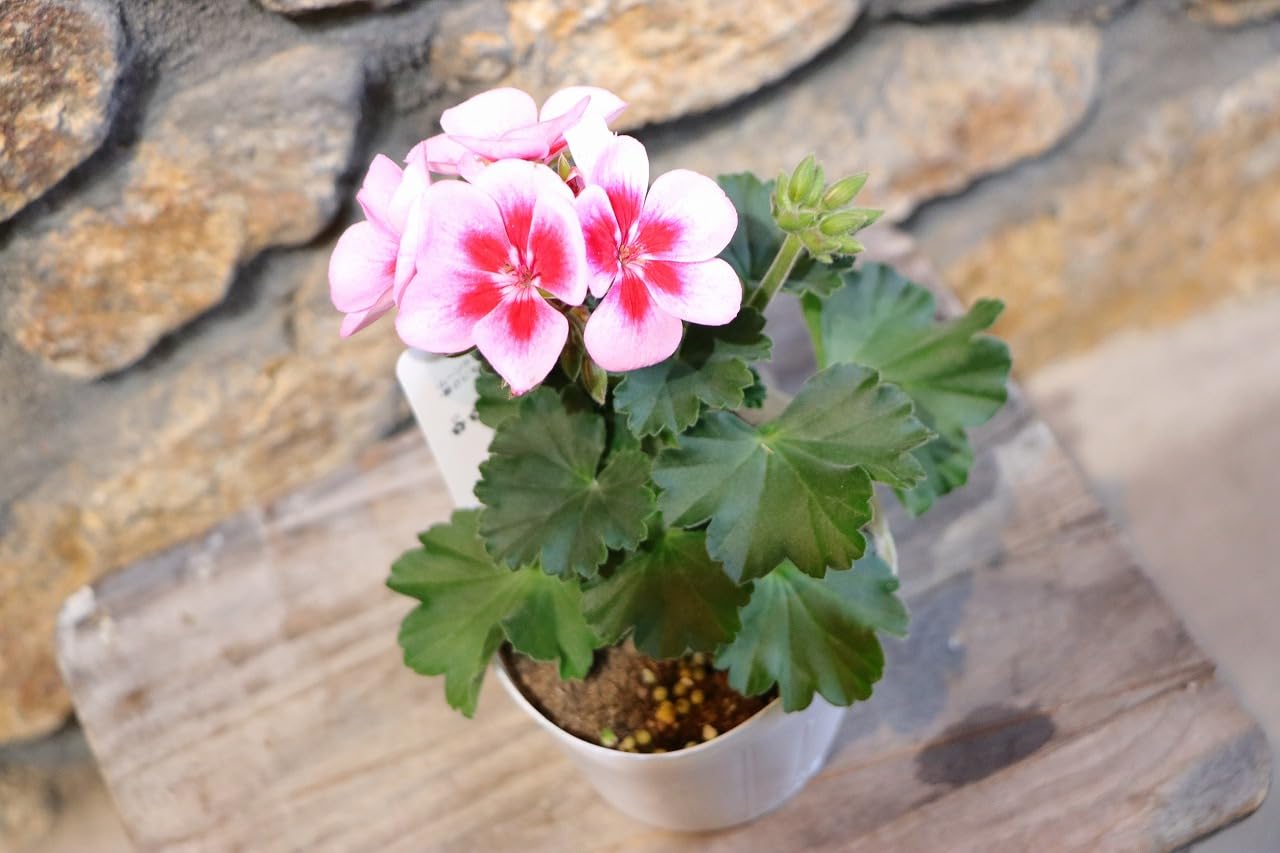 Amazon.co.jp: ゼラニウム ムーンライト ルイーズ (ピンクスプラッシュ