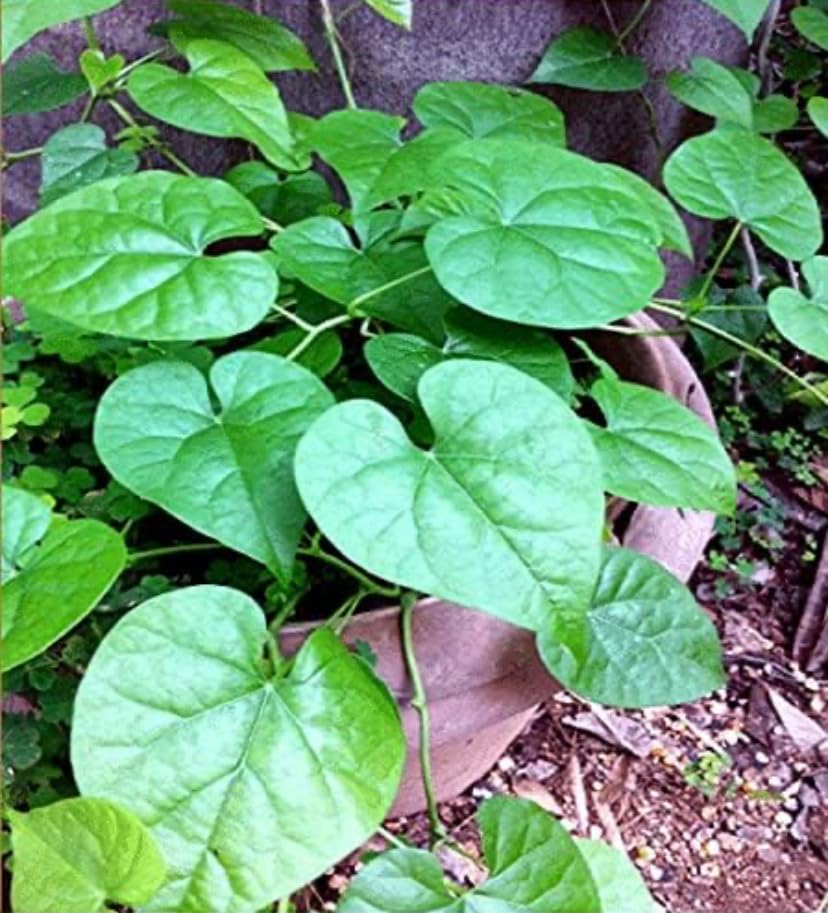 Giloy/Guduchi/Amrita Medicinal Vine Plant with Pot (B0D7Z9X451) Amazon Price History, Amazon Price Tracker