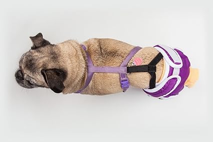 pug dog diapers