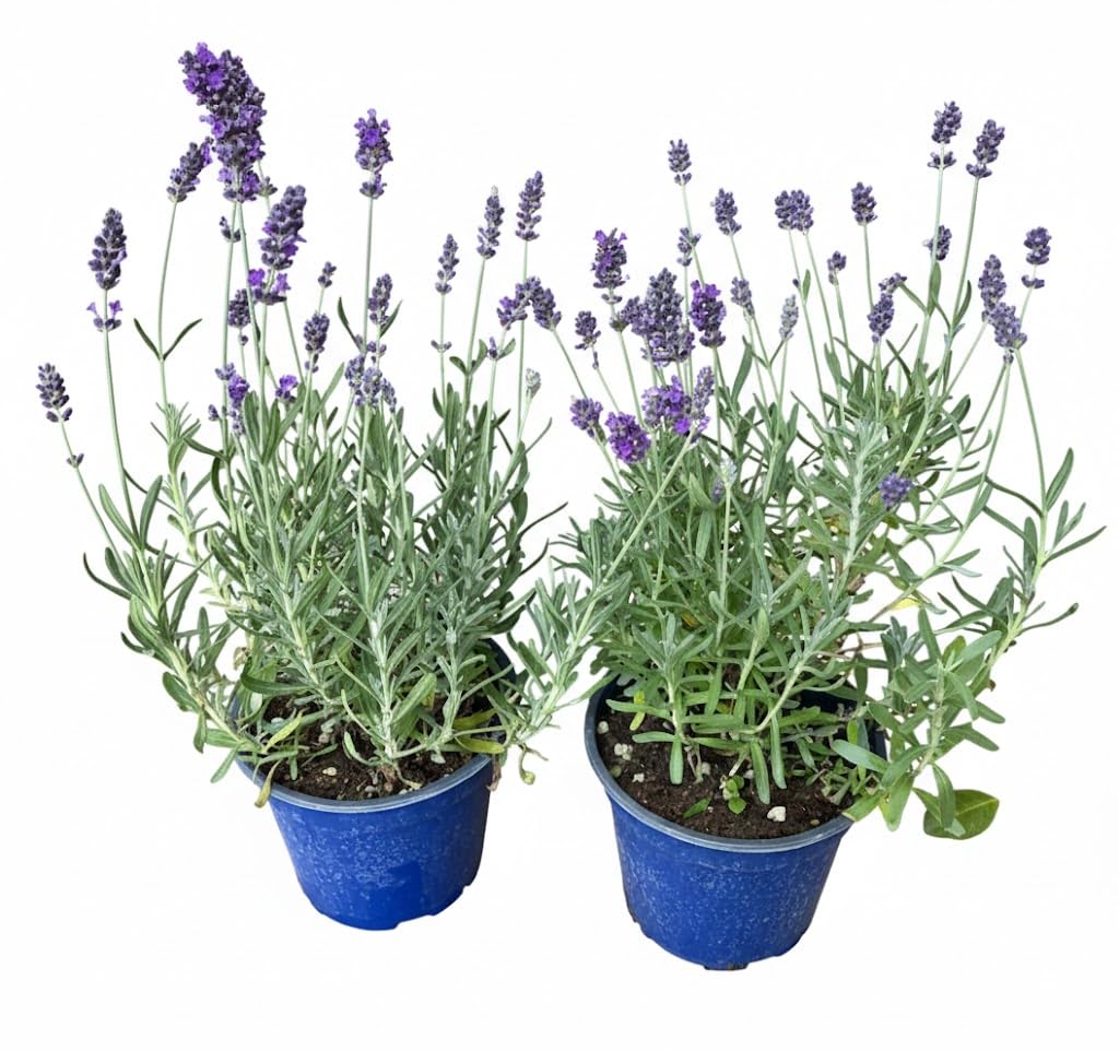 Pianta di Lavanda Hidcote Vera, 2 Pezzi in Vaso da 14 cm, Fiori Viola, Pianta Viva per Esterno PIANTA NON FIORITA RICCA DI BOCCIOLI
