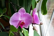 Review Image by allenmf allenmf