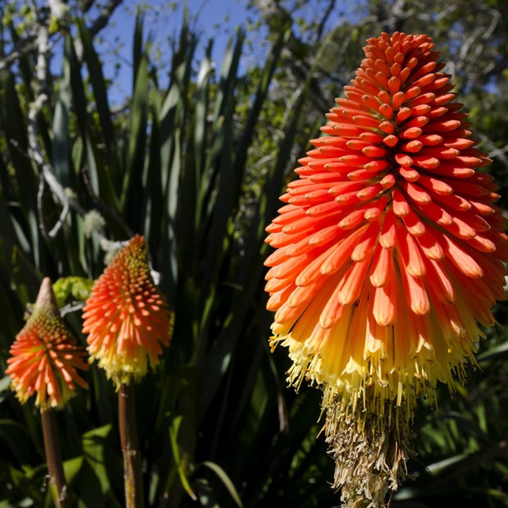 200 pcs fackellilie winterhart samen - bienenweide, topfpflanzen fr  drauen (Kniphofia uvaria) wildblumen, winterharte stauden wiesenblumen  samen, balkonpflanzen winterhart bienenfreundliche : Amazon.de: Garten