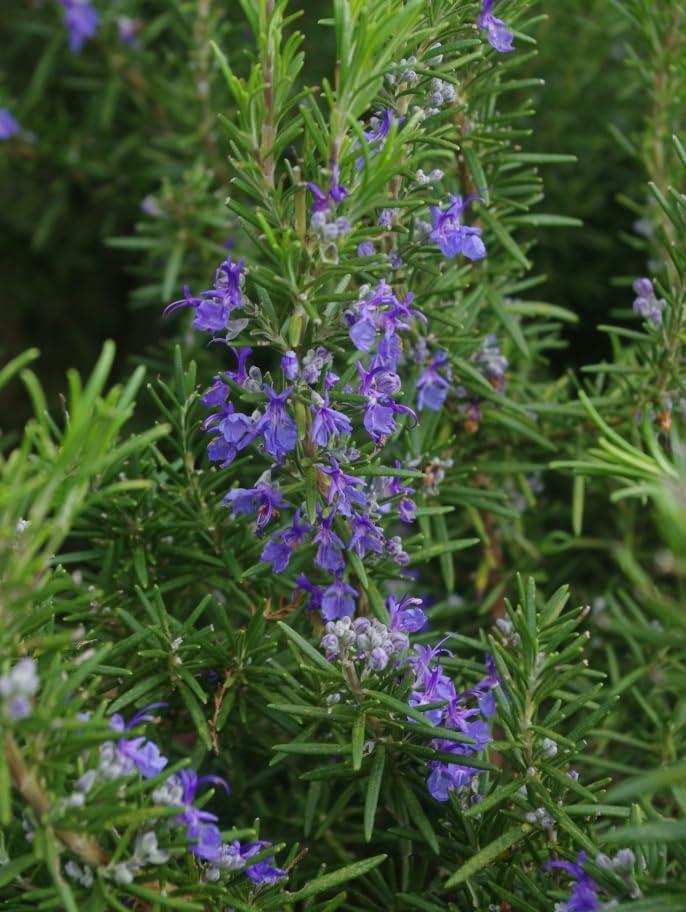 Miniatura 6 de Paquete de 6 plantas iniciales de romero azul, plantas rectas de hierbas de romero fragantes, plantas de semillero de romero de 3 a 6 pulgadas de