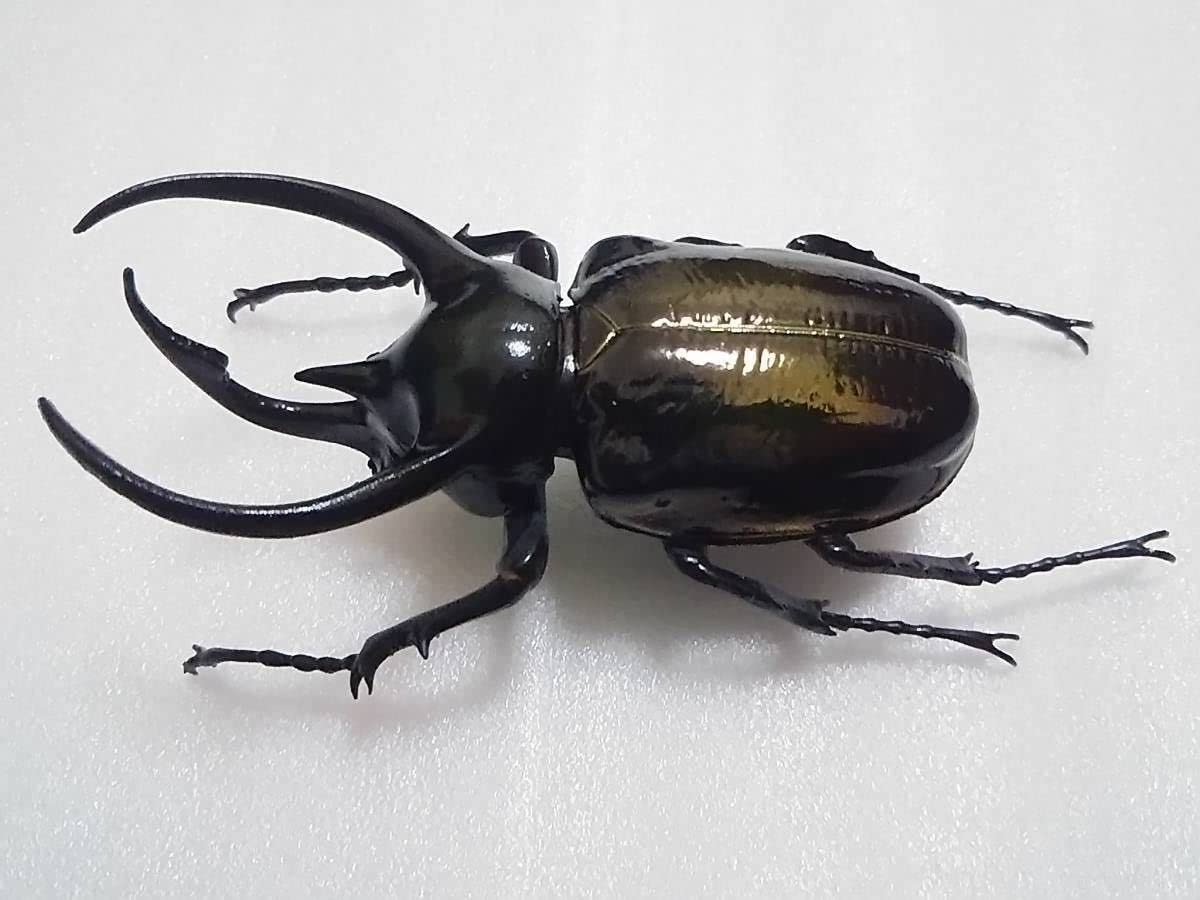 テナガコガネ フィギュア 【公式通販】