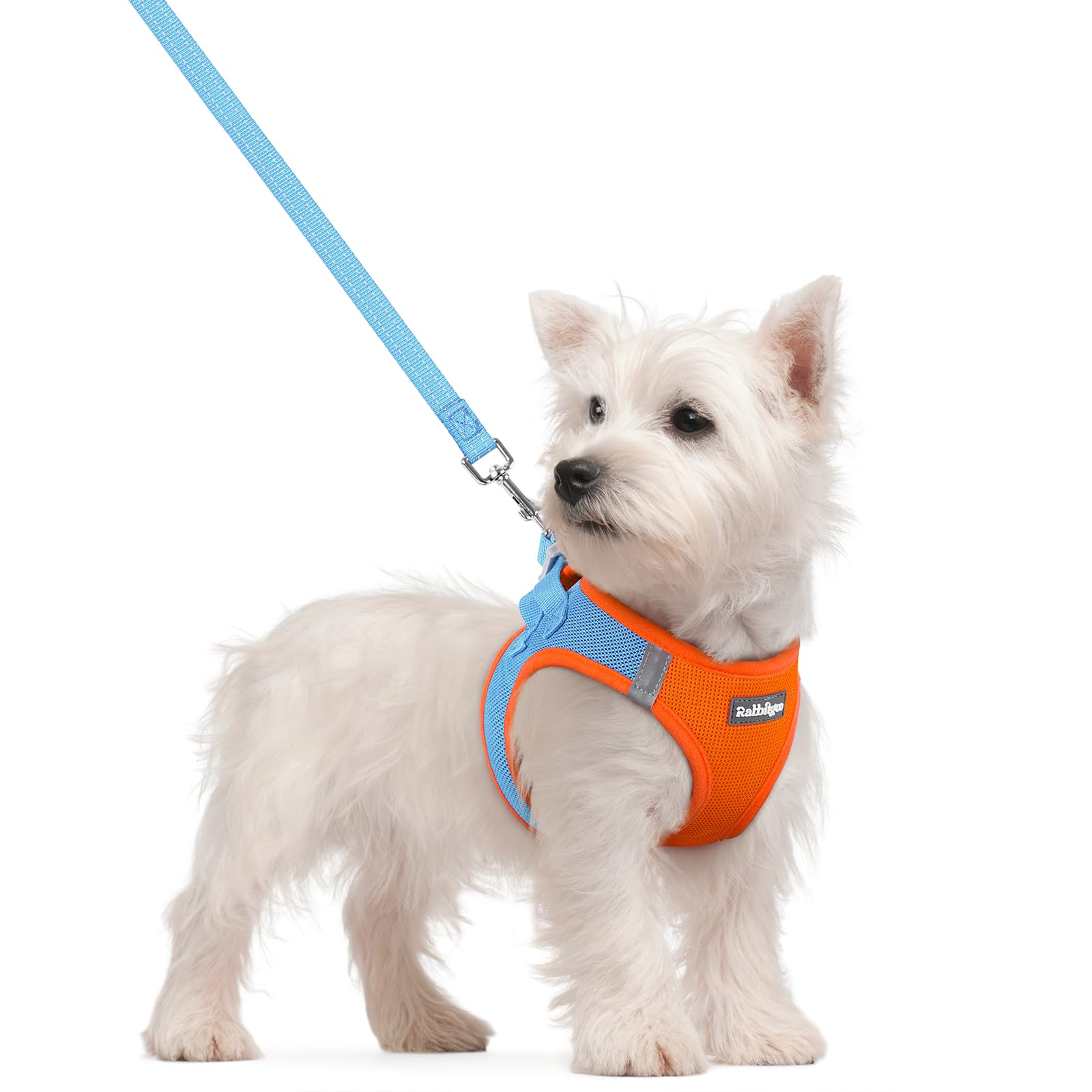 rabbitgoo Dog Harness Small Dog and Leash Set, Step-in Soft Mesh Puppy Harness with Reflective Strips, Lightweight Breathable Pet Vest for Walking Training, Blue & Orange, S